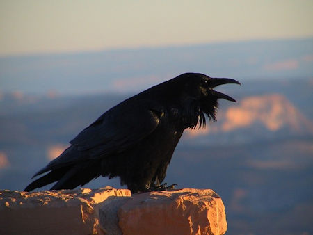 Crow Warning